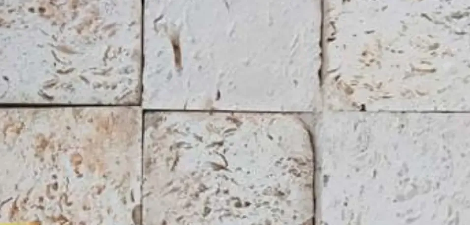 Oyster Stone coastal stone texture — supplied in Miami, FL
